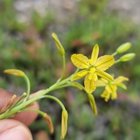 Bulbine praemorsa
(Katstert)
Asphodelaceae