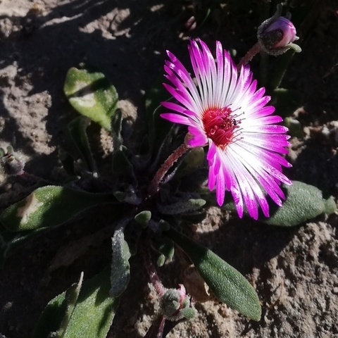 Cleretum bellidiforme
(Sandvygie)
Aizoaceae