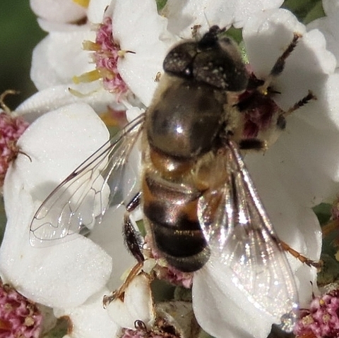 Eristalinus,
Lagoon Flies