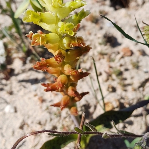 Lachenalia lutea
(Geelviooltjie)
Hyacinthaceae