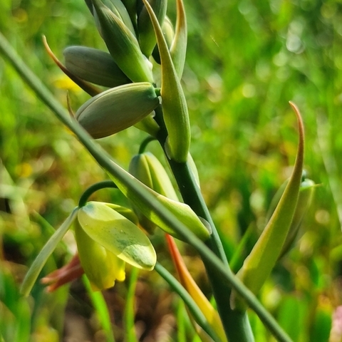 Albuca cooperi
(Geldbeursie)
Hyacinthaceae