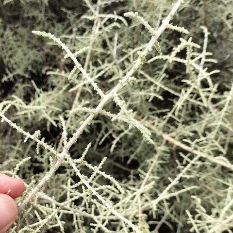 Seriphium plumosum
(Slangbos)
Asteraceae