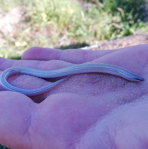 Scelotes bipes
(Common Burrowing Skink)