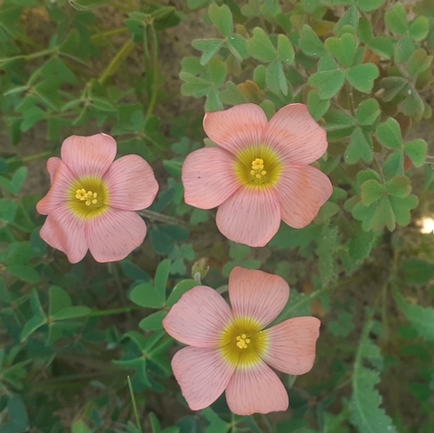 Oxalis obtusa 
(Geeloogsuring)
Oxalidaceae