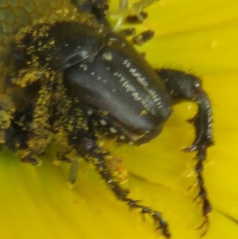 Heterochelus,
Monkey Beetles,
Bobbejaankewers