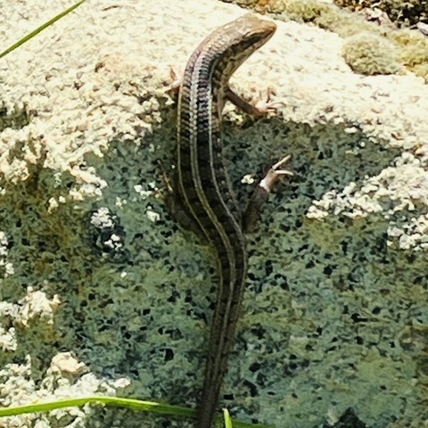 Trachylepis capensis
(Cape Skink/
Kaapse Skink)