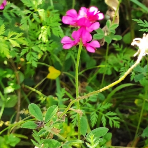 Indigofera incana
(Rose Indigo)
Fabaceae