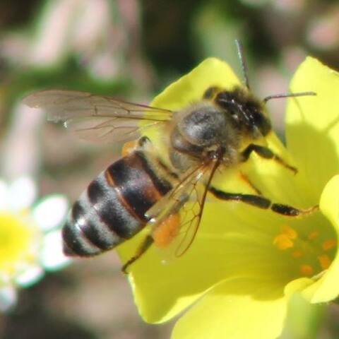 Apis mellifera&nbsp;ssp.&nbsp;capensis,
Cape Honey Bee,
Kaapse Heuningby