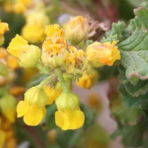 Hermannia alnifolia
(Dollsrose)
Malvaceae