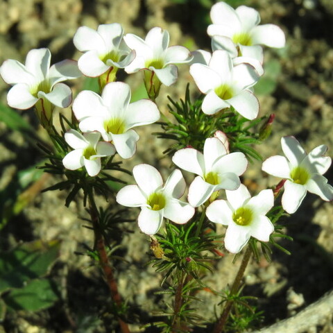 Oxalis tenuifolia 
(Dunblaarsuring)
Oxalidaceae