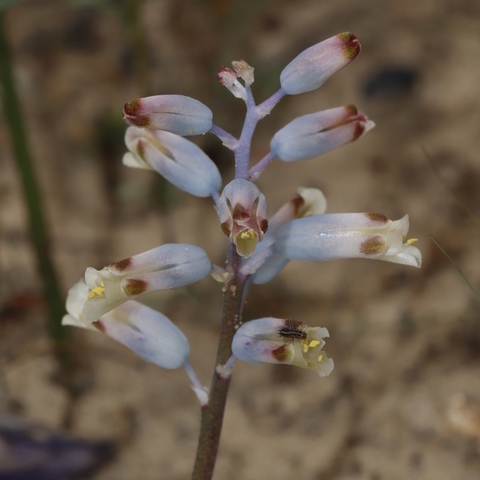 Lachenalia unifolia 
(Blouviooltjie)
Hyacinthaceae
