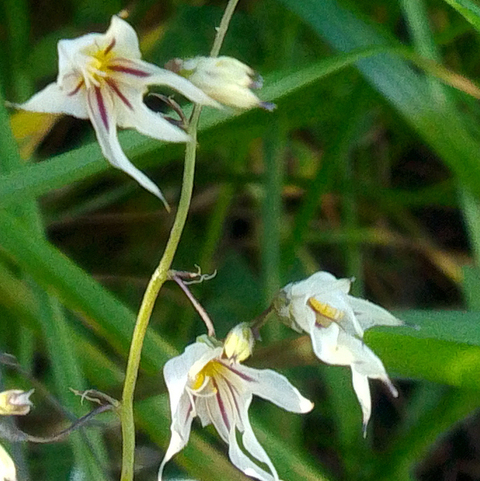 Melasphaerula graminea
(Baardmannetjie)
Iridaceae
