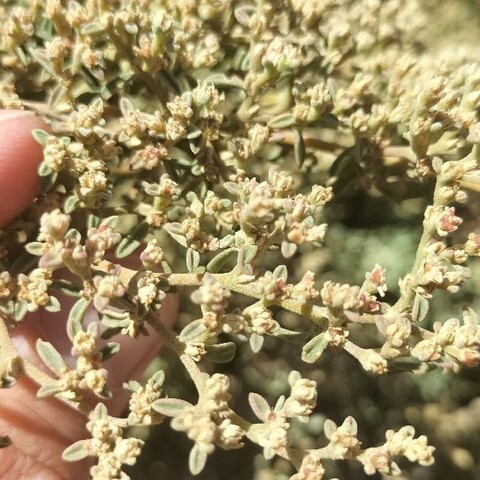 Aizoon africanum
(Kraalbos)
Aizoaceae 