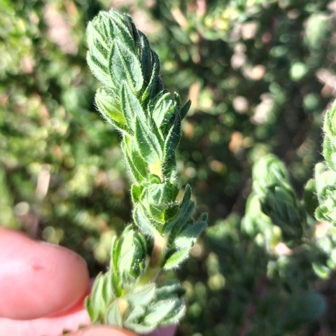 Cliffortia polygonifolia
(Paddabos)
Rosaceae