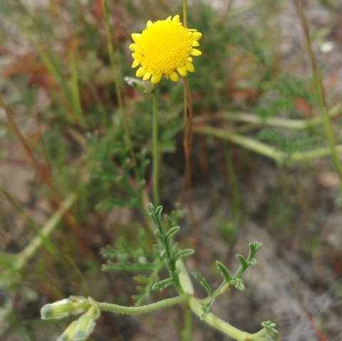Cotula pruinosa
(Buttons)
Asteraceae