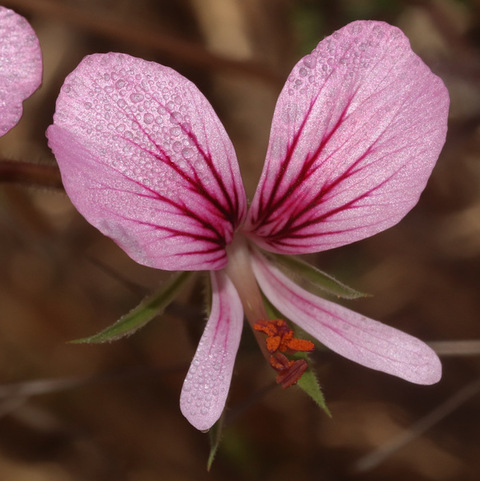 Pelargonium longicaule longicaule (Butterfly Storksbill) Geraniaceae