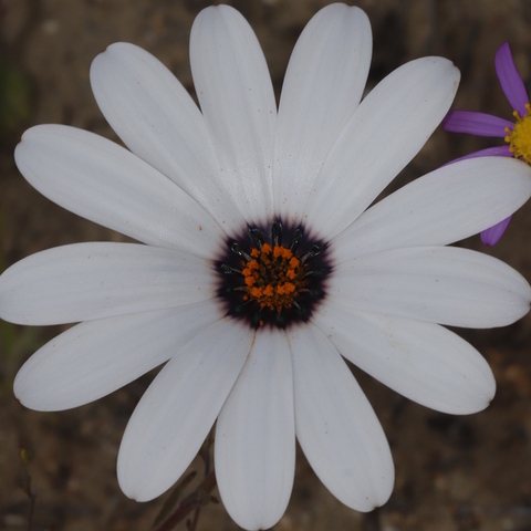 Dimorphotheca pluvialis 
(Cape Daisy)
Asteraceae