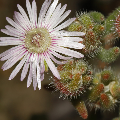 Drosanthemum hispifolium&nbsp;
(Fuzzy Dewfig)
Aizoaceae (VU)