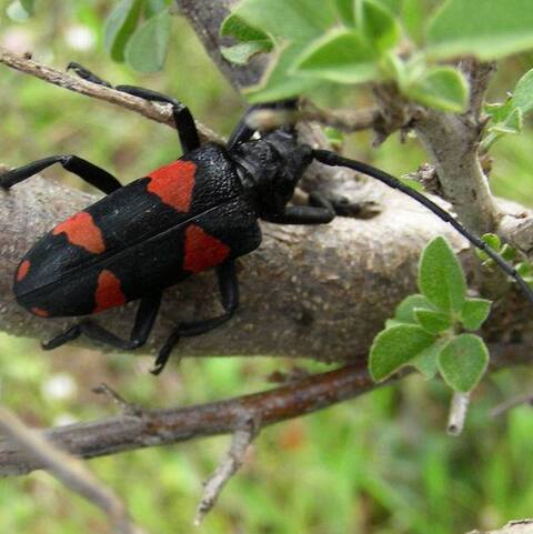 Ceroplesis aethiops,
Longhorn Beetle
