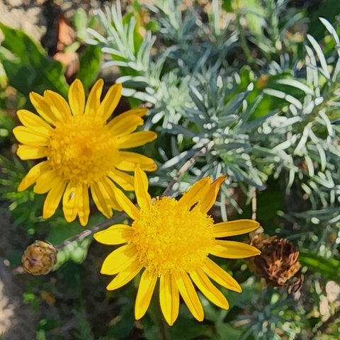 Leysera gnaphalodes
(Teebos)
Asteraceae