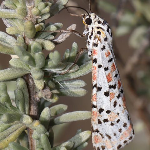 Utetheisa pulchella,
Crimson Speckled Moth