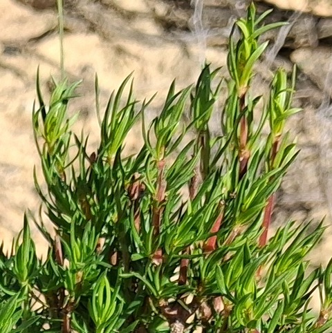Anthospermum spathulatum
(Skaapbos)
Rubiaceae