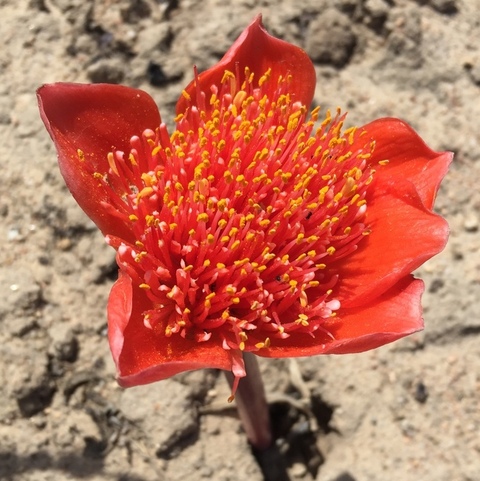 Haemanthus pubescens pubescens (Kwaslelie)
Amaryllidaceae