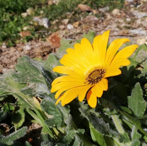 Arctotis hirsuta
(Namaqua Gousblom)
Asteraceae