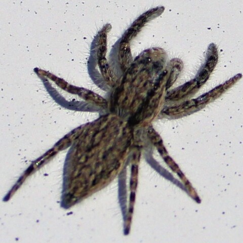 Menemerus bifurcus,
Menemerus Jumping Spider