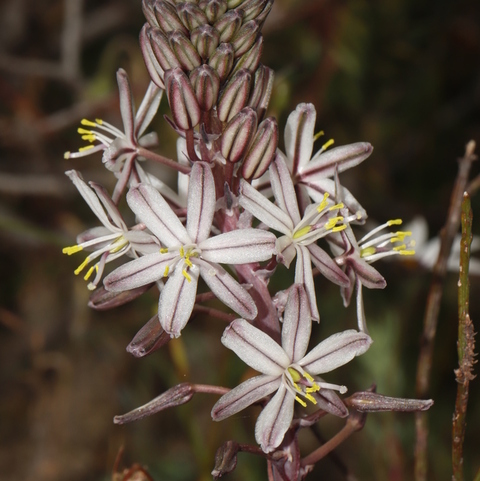 Drimia exuviata
(Gifbol)
Hyacinthaceae