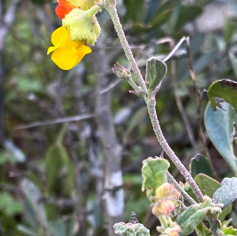 Hermannia multiflora
(Poprosie)
Malvaceae