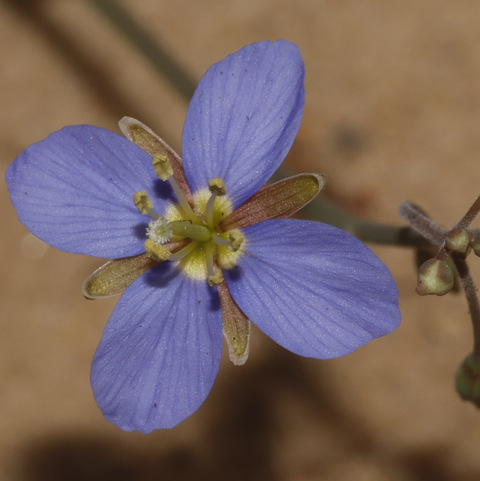Heliophila refracta 
(Blousporrie)
Brassicaceae