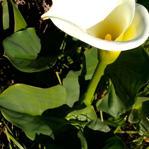 Zanthedeschia aethiopicum
(Varkoor)
Araceae