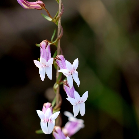 Cyphia digitata
(Baroe)
Lobeliaceae