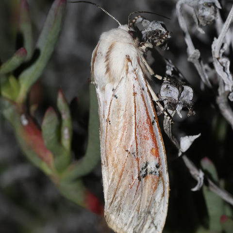 Rhodogastria amasis,
Brown Tricolour Tiger Moth