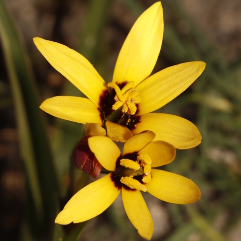 Baeometra uniflora
(Beetle Lily)
Colchicaceae
