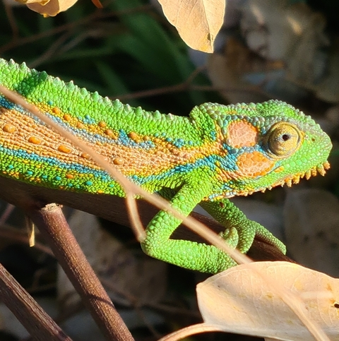 Bradypodion pumilum
(Cape Dwarf Chameleon/
Kaapse Dwergverkleurmannetjie)