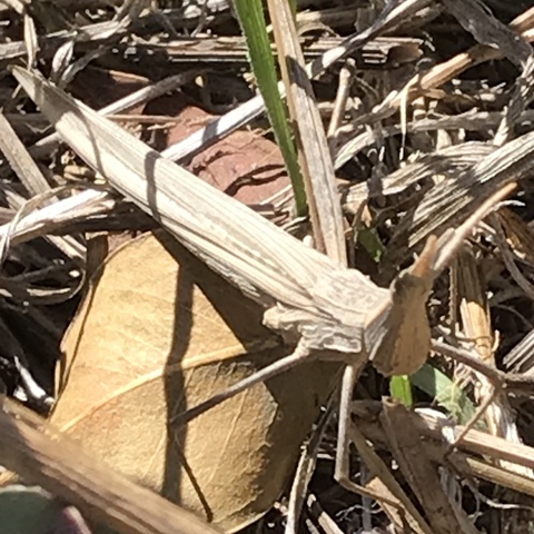 Truxalis,
Funnyface Locusts,
Bruingrassprinkane