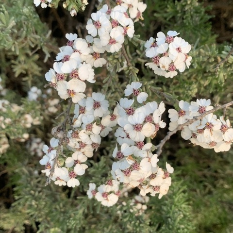 Eriocephalus africanus
(Wild Rosemary)
Asteraceae