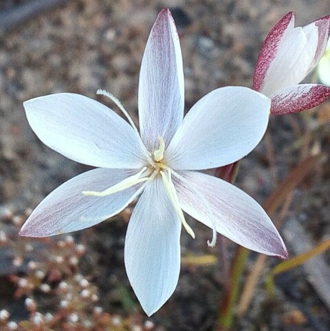 Hesperantha falcata
(Aandblom)
Iridaceae