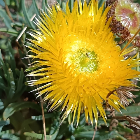 Conicosia pugioniformis
(Pigroot)
Aizoaceae