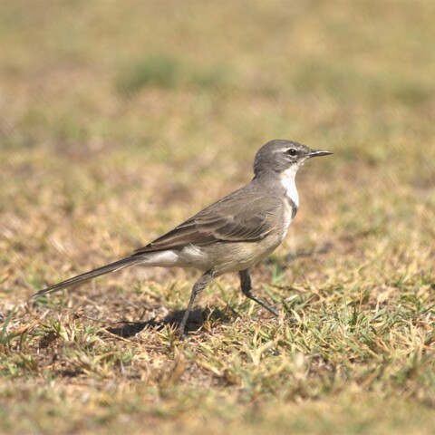 Motacilla capensis (Cape Wagtail/ Gewone Kwikkie)