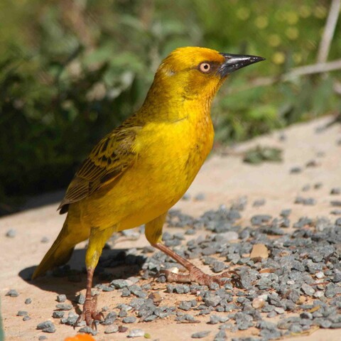 Ploceus capensis (Cape Weaver/ Kaapse Wewer)