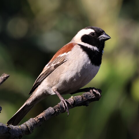 Passer melanurus&nbsp;ssp.&nbsp;melanurus (Cape Sparrow/ Kaapse Mossie)