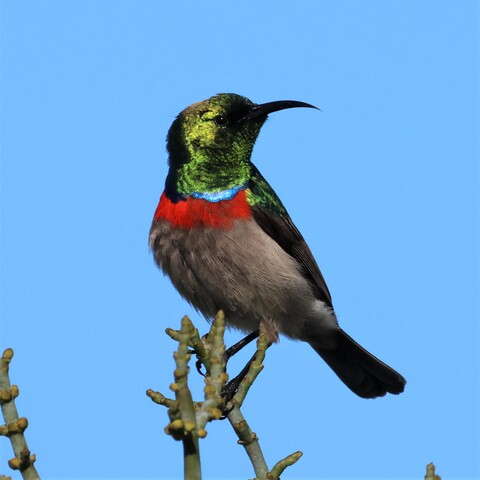 Cinnyris chalybeus&nbsp;ssp.&nbsp;chalybeus (Southern Double-collared Sunbird/ Klein-rooibandsuikerbekkie)