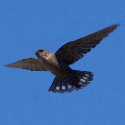 Ptyonoprogne fuligula (Rock Martin/ Kransswael)