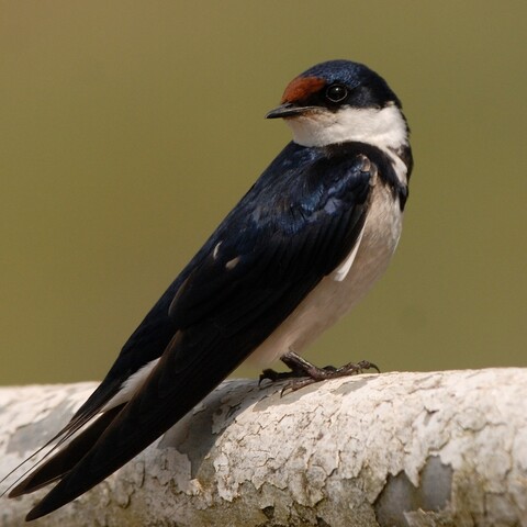 Hirundo albigularis (White-throated Swallow/ Witkeelswael)