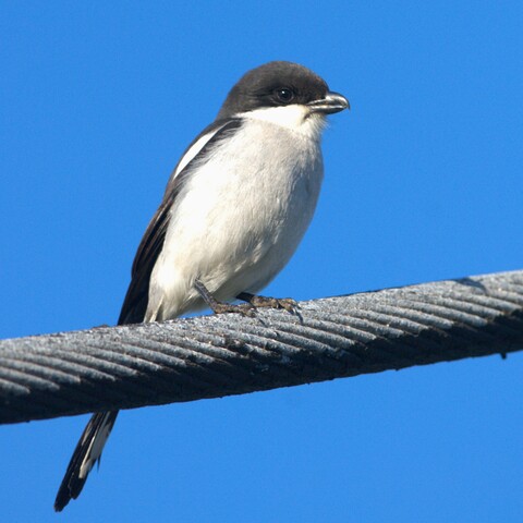Lanius collaris (Fiscal Shrike/ Janfiskaal)