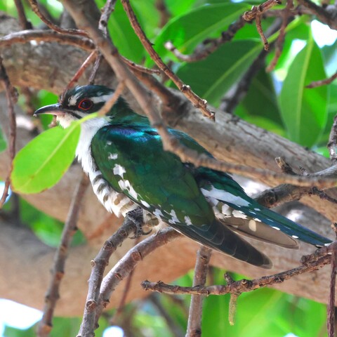 Chrysococcyx caprius (Dideric Cuckoo/ Diederikkie)