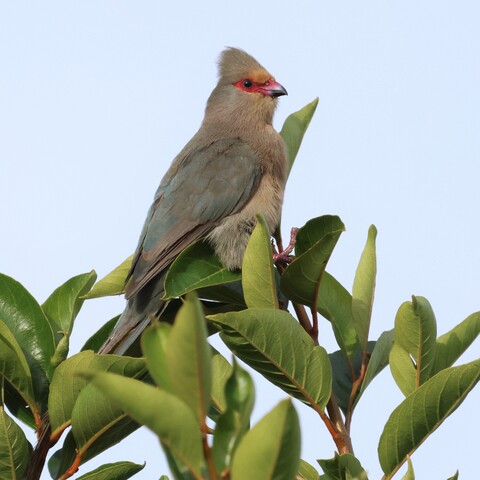 Urocolius indicus (Red-faced Mousebird/ Rooiwangmuisvoël)